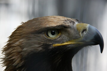 Fototapeta premium close up of a eagle