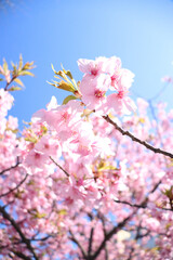 サクラ ピンク 春 かわいい 桜 サクラ 美しい きれい 入学 卒業 花見