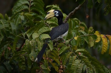 Black body,lower chest and white belly The skin around the eyes and the corners of the mouth are white.The mouth and large protrusion,white to light yellow.While flying,wings are black with white edge