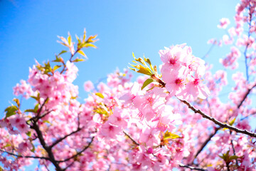 桜 サクラ さくら 美しい かわいい きれい 鮮やか ピンク 青空 卒業 入学 満開