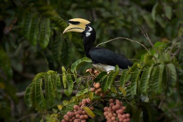 Black body,lower chest and white belly The skin around the eyes and the corners of the mouth are white.The mouth and large protrusion,white to light yellow.While flying,wings are black with white edge