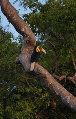 The golden hornbill is 75-100 cm long, the male weighs 1.8-3.65 kg, the female weighs 1.36-2.7 kg. Male and female can be observed by the color of the throat. The male's neck is yellow.