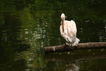 pelican next to the water