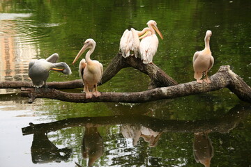 pelicans on the lake