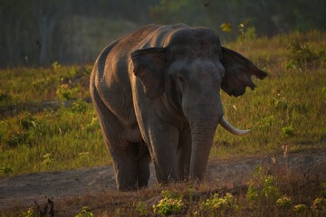 An elephant that drives secret secretions from the gland opening on the side of the elephant's temple Sometimes referred to as "oil elephant"