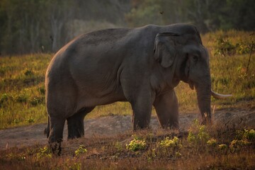 Naklejka premium An elephant that drives secret secretions from the gland opening on the side of the elephant's temple Sometimes referred to as 
