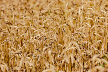 field of wheat
