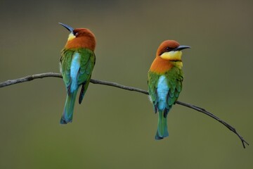 Head to back, orange, black eye band, neck and chest, bright yellow chest with small black and orange stripes, green body, shiny blue rump There is no distance in the middle of a long cape.