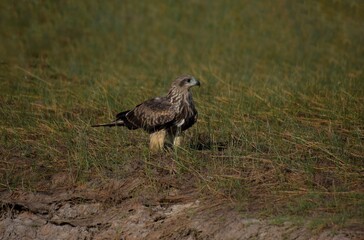 The tail is less pointed than the black hawk. The body hair is dark brown, but lighter than the black hawk. White face and neck The fur covering the ears is dark, clearly visible.