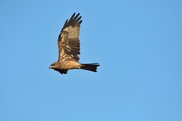 The tail is less pointed than the black hawk. The body hair is dark brown, but lighter than the black hawk. White face and neck The fur covering the ears is dark, clearly visible.