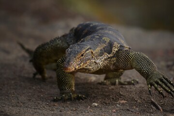 Black body, purple tongue, pointed tip There are rows of white or yellow flowers across the body. The tail is segmented black and pale yellow. Rough skin Its body is larger than other animals