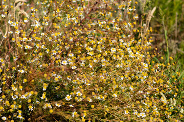 Obraz premium yellow flowers in the field