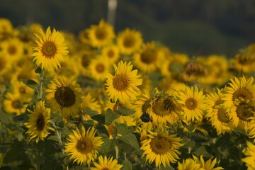 Sunflower Field, Muang Thailand, Nakhon Ratchasima, Bangkok