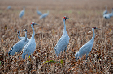 Brolga feeding on a seed crop in outback Queensland, Australia.