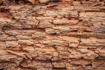 A background image of a close up of the organic texture of a decomposing wood or log.