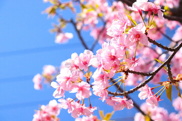 桜 さくら サクラ ピンク 春 かわいい 花見 満開 美しい 穏やか 入学 行楽