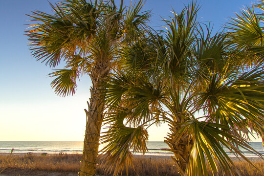 Grove of Palmetto trees at sunrise on a beach in Myrtle Beach, South Carolina, USA.