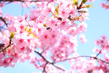 Fototapeta na wymiar さくら 美しい かわいい きれい 桜 サクラ 春 満開 花見 入学 卒業