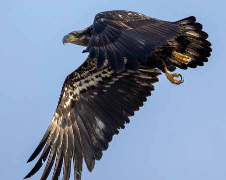 Bald Eagle Juvenile Taking Fight