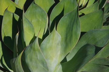 Fototapeta premium Full frame close-up view of an agave plant