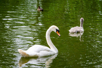 Beautiful swan in a lake.