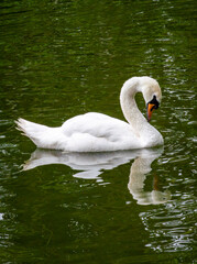 Fototapeta premium Beautiful swan in a lake at Dublin Zoo, Ireland