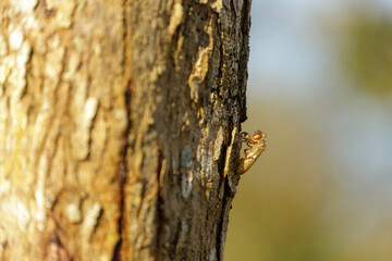 Cicada stains on trees in the forest
