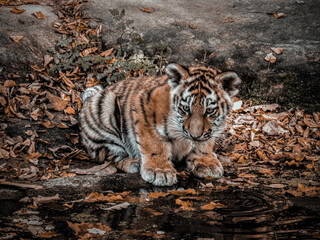Baby tiger in the zoo