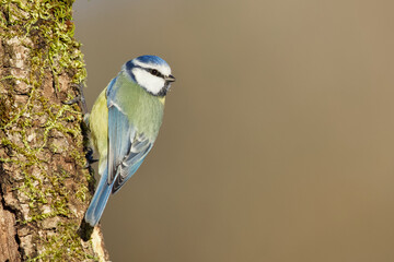 Eurasian Blue Tit (Cyanistes caeruleus)