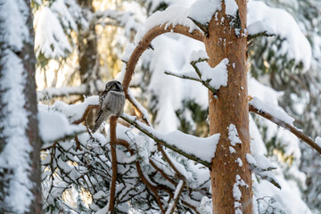 Northern hawk owl perched