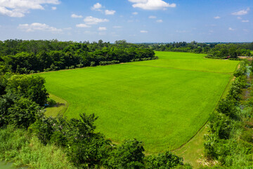 Beautiful Green paddy rice field in the open blue sky.