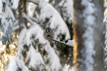 Northern hawk owl eating a mouse