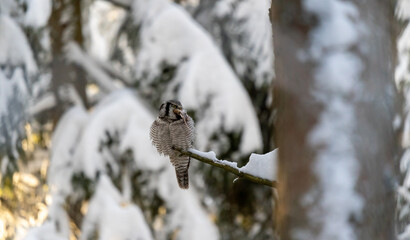 Northern hawk owl eating a mouse