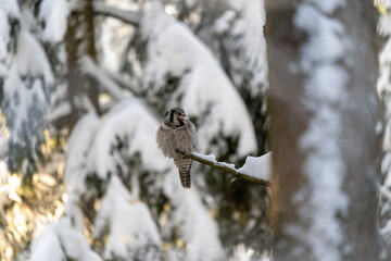 Northern hawk owl eating a mouse