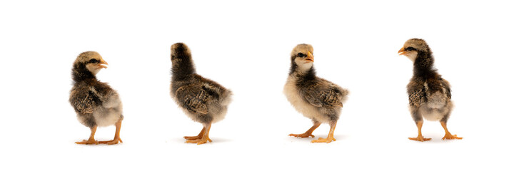 Isolated Baby Mini Wyandotte Chick on White clear background cover with green garden bokeh blur background.
