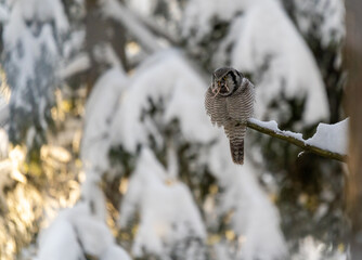 Northern hawk owl eating a mouse