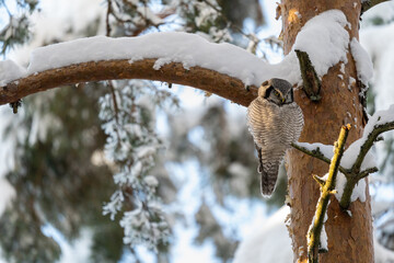 Northern hawk owl perched