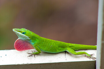 Green Anole Lizard closeup