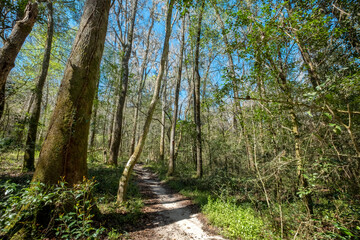 Moonshine Creek Trail at San Felasco Hammock Preserve State Park, Florida