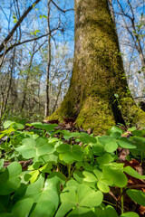 Obraz premium Pignut Hickory (Carya glabra) at San Felasco Hammock Preserve State Park, Florida