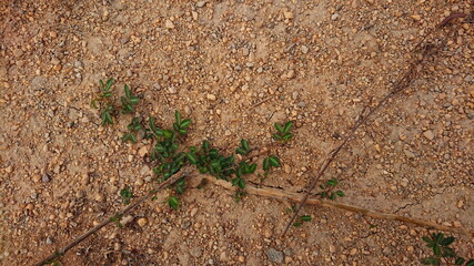 Dusty red Sand and plant macro desert land