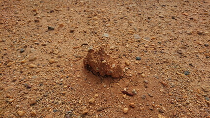 Dusty red Sand and plant macro desert land
