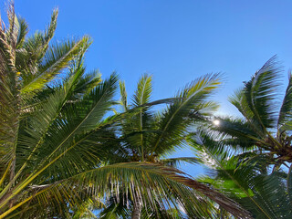 Fototapeta na wymiar palm tree on blue