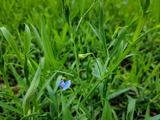 Lathyrus sativus, also known as grass pea, chickling pea, Indian pea, white pea and white vetch, is a legume commonly grown for human consumption and livestock feed in Asia and East Africa.
