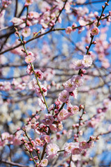 早春 梅の開花