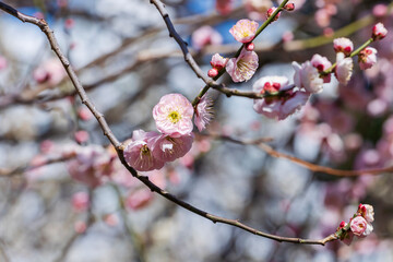 早春 梅の開花