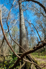 Pignut Hickory (Carya glabra) and Vines at San Felasco Hammock Preserve State Park, Florida