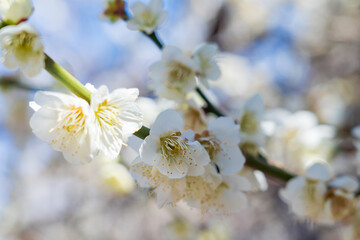 春を告げる梅の開花