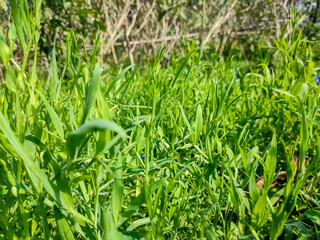Lathyrus sativus, also known as grass pea, chickling pea, Indian pea, white pea and white vetch, is a legume commonly grown for human consumption and livestock feed in Asia and East Africa.