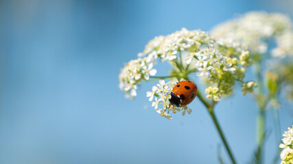 Naklejka premium Ladybug on white flower with blue background, selective focus, copy space